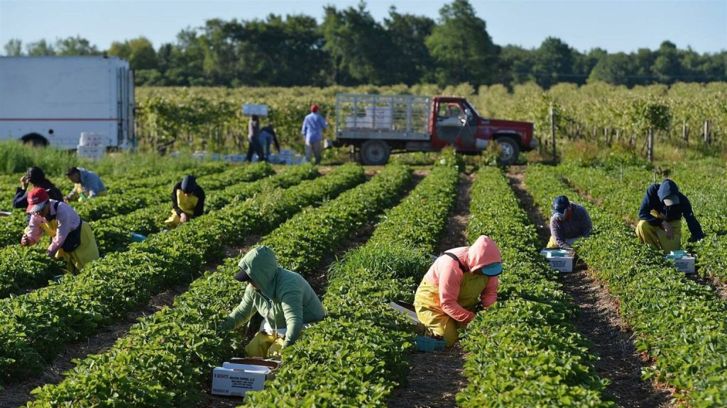 Farm Worker Jobs Un France With Visa Sponsorship - Available Now